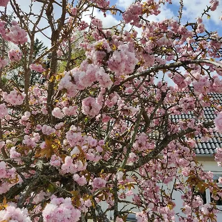 Rosengard アパート Hammel