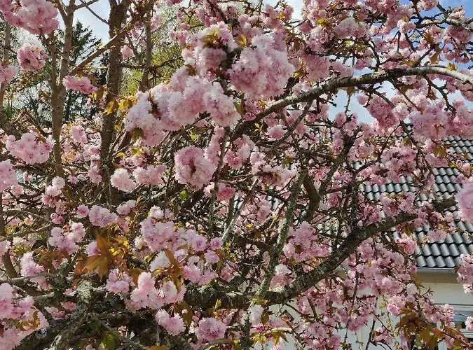 Rosengard 아파트 Hammel